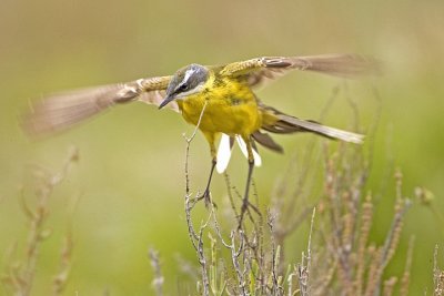 cutrettola (Motacilla flava)