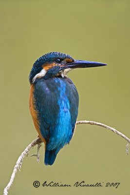 martin pescatore (Alcedo attis)