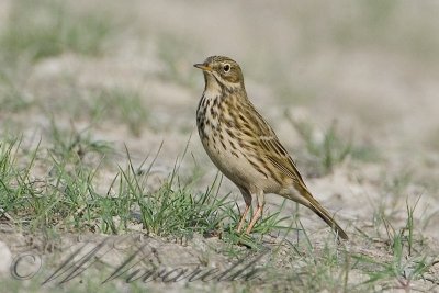 pispola (Anthius pratensis)