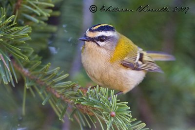 Fiorrancno (Regulus ignicapilla)  