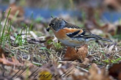 Pppola  (Fringilla montifringilla)