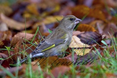 Verdne (Carduelis chloris)  