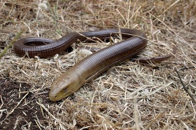 Ofisauro europeo (Ophisaurus apodus)