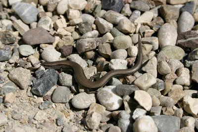 Sinco occhi di serpente (Ablepharus  kitaibelii)