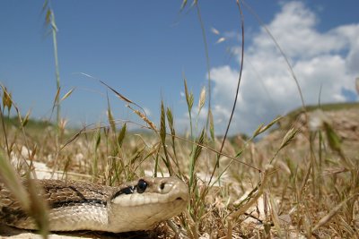 Cervone (Elaphe quatuorlineata)