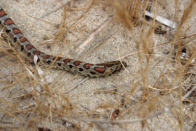 Colubro leopardino (Elaphe situla)