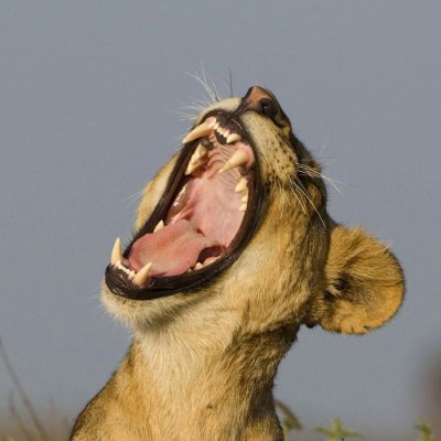 Lion-Yawning-Dec-2008-Nb.jpg