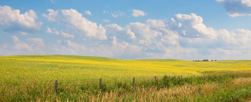 Field in the Sun