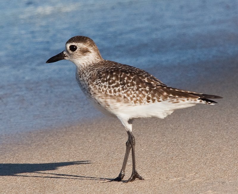 Black-bellied Plover