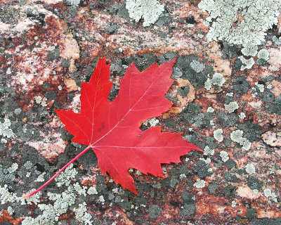 Rock and Red