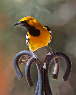 Hooded Oriole - Baha