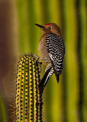 Prick'ly Perch-Gila Woodpecker