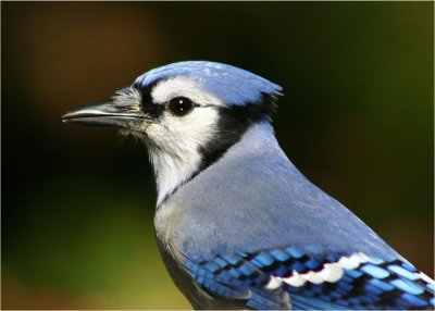 Blue Jay