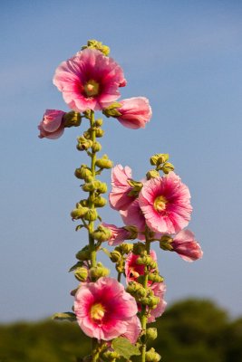 Hollyhock