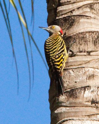 Hispaniolan Woodpecker