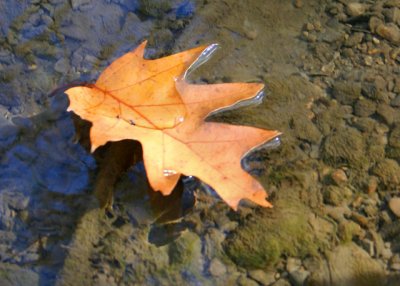 Oak Leaf in Water 
