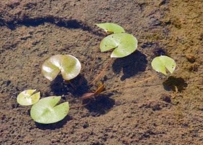 Lily Pads In Shallows