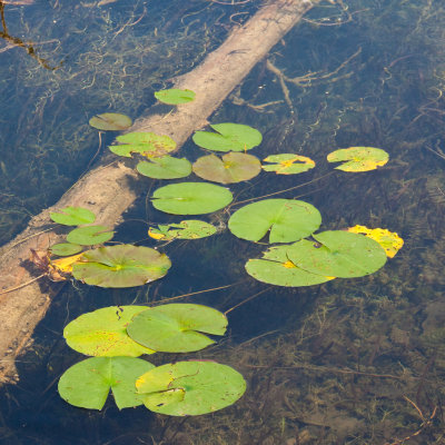 Lily Pads - 2