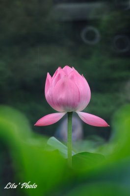 DSC_4413.jpg