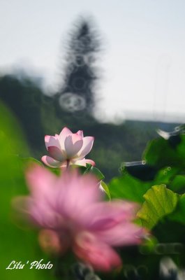 DSC_6611.jpg