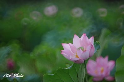 DSC_7022.jpg