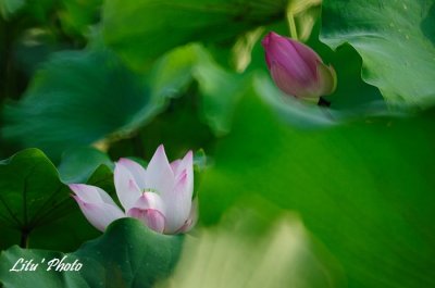 DSC_7077.jpg