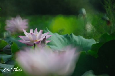 DSC_7114.jpg