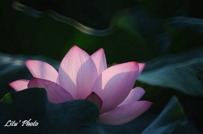 DSC_7488.jpg