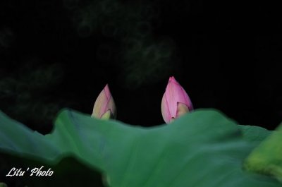 DSC_7579.jpg
