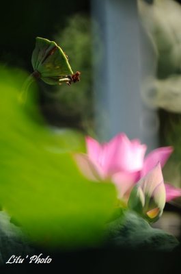 DSC_7626.jpg