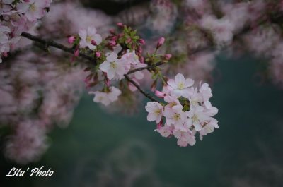 DSC_4258.jpg
