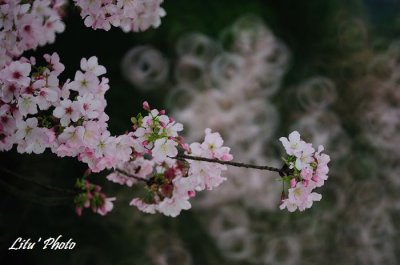DSC_4261.jpg