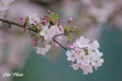 DSC_4262.jpg