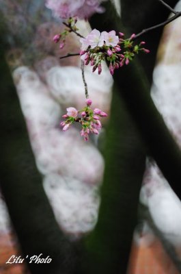 DSC_4331.jpg