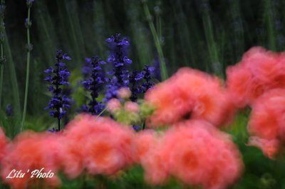 DSC_5372.jpg