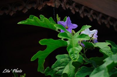 DSC_5411.jpg
