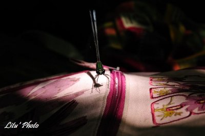 DSC_8128.jpg