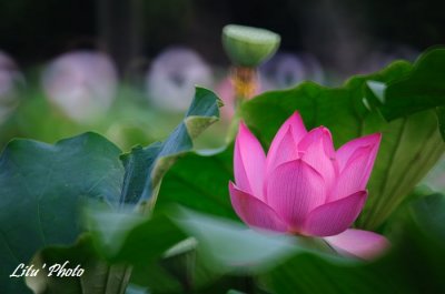DSC_7385.jpg