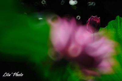 DSC_7524.jpg