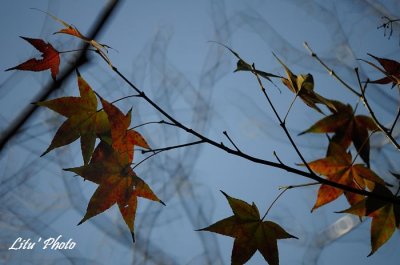 DSC_3513.jpg