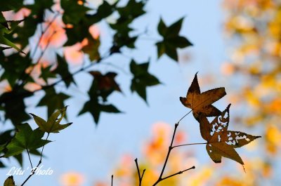 DSC_3522.jpg