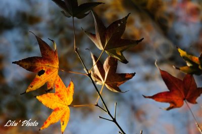 DSC_3531.jpg