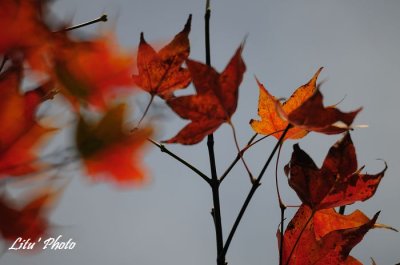 DSC_3390.jpg