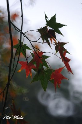 DSC_3464.jpg