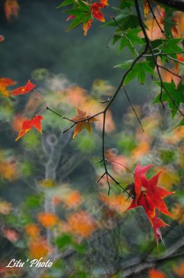 DSC_3468.jpg