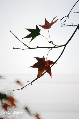 DSC_3479.jpg