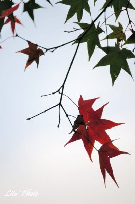 DSC_3480.jpg