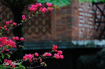 DSC_0110.jpg