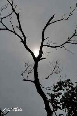 DSC_9984.jpg