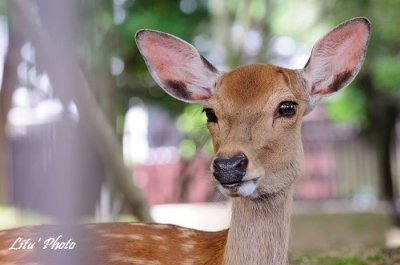 DSC_2739.jpg